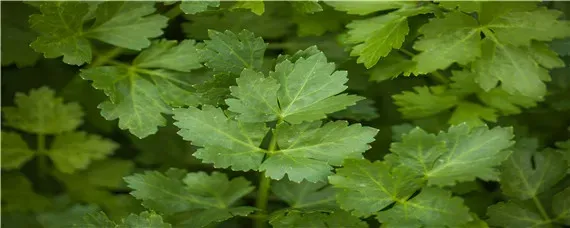 露地芹菜的种植技术