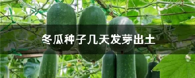 冬瓜种子几天发芽出土