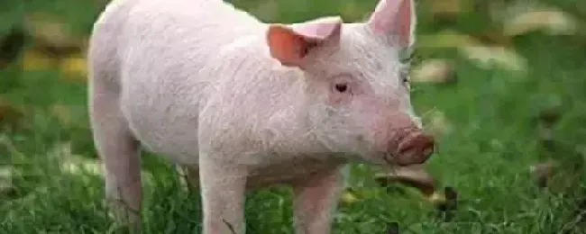 戊二醛癸甲溴铵溶液能带猪消毒吗