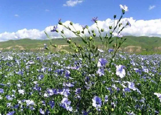 种植前景|种植亚麻赚钱吗 种植利润大吗