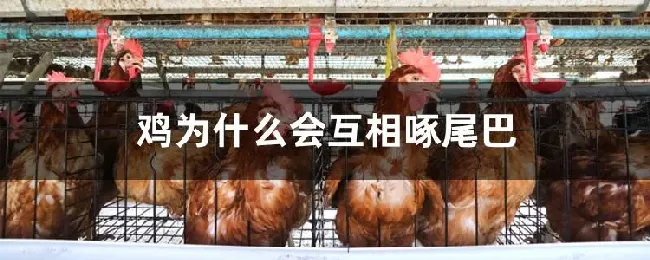 鸡为什么会互相啄尾巴