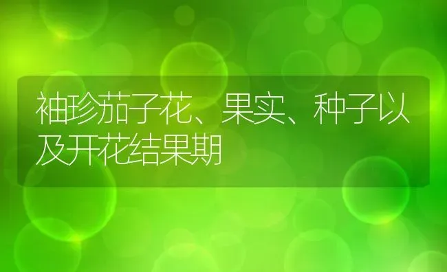 袖珍茄子花、果实、种子以及开花结果期 | 养殖资料投稿