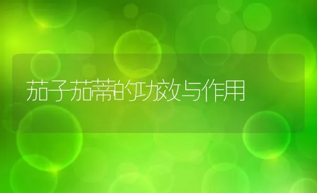 茄子茄蒂的功效与作用 | 养殖资料投稿
