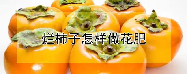 烂柿子怎样做花肥