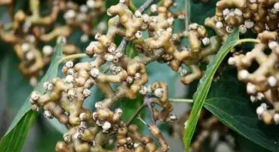 枳椇子怎么泡水 枳椇子泡水的功效与作用