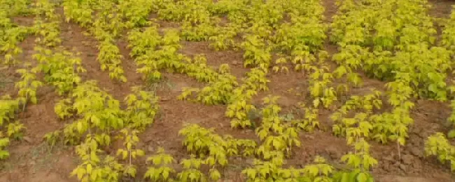 金叶白蜡小苗的价格大概多少？