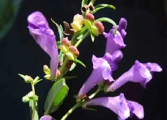 种植前景|黄芩亩产量多少斤 每亩产量及效益