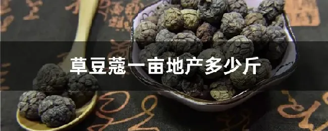 草豆蔻一亩地产多少斤