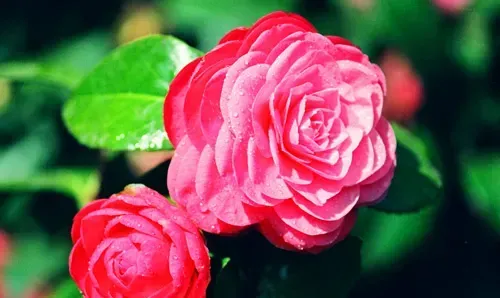 山茶花一年开几次花？什么时候开养护教程介绍