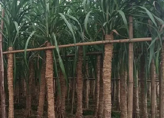 种植前景|甘蔗种植条件 适合种植地方的环境要求