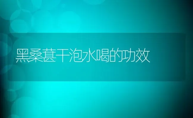 黑桑葚干泡水喝的功效 | 养殖资料投稿