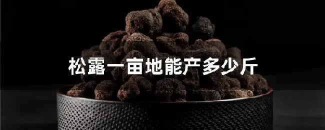 松露一亩地能产多少斤