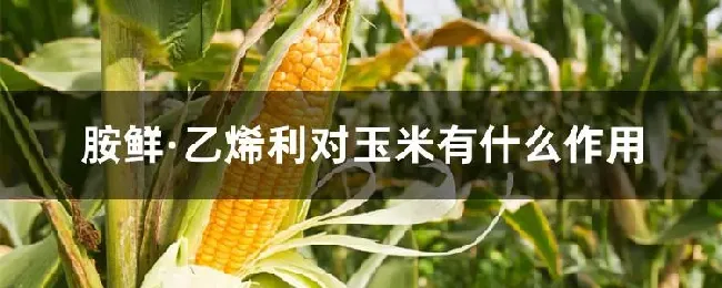 胺鲜&middot;乙烯利对玉米有什么作用