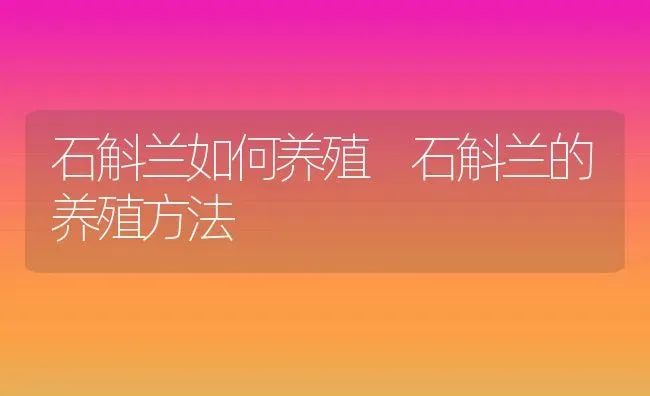 石斛兰如何养殖 石斛兰的养殖方法 | 养殖资料投稿