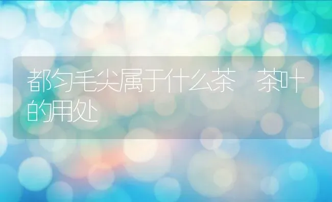 都匀毛尖属于什么茶 茶叶的用处 | 养殖资料投稿