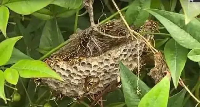 蜂房是什么