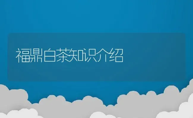 福鼎白茶知识介绍 | 养殖资料投稿