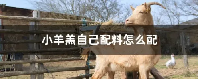 小羊羔自己配料怎么配