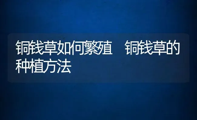 铜钱草如何繁殖 铜钱草的种植方法 | 养殖资料投稿