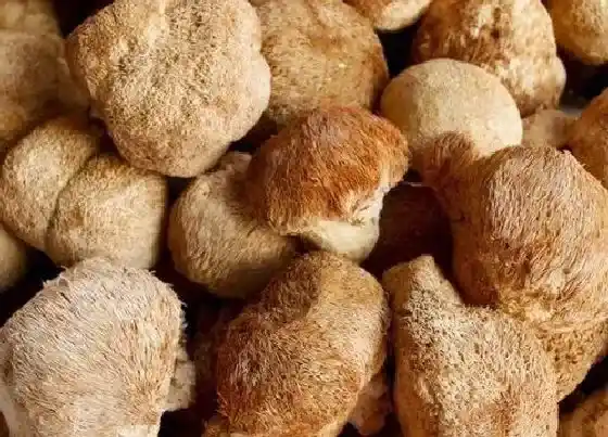 种植前景|猴头菇种植条件 适合在什么的地方种植