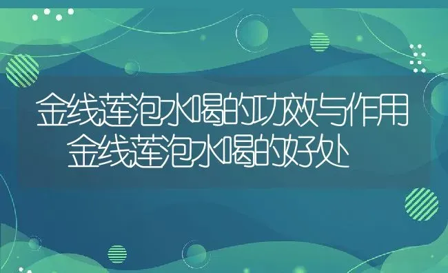 金线莲泡水喝的功效与作用 金线莲泡水喝的好处 | 养殖资料投稿