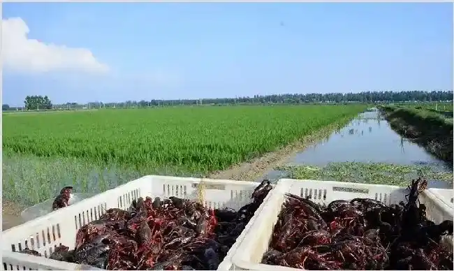 小龙虾收购价几近腰斩怎么回事 2020行情走势分析 | 农业养殖资讯