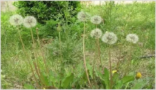 蒲公英的种植前景如何?蒲公英泡水喝有哪些功效? | 养殖什么赚钱