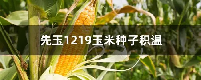 先玉1219玉米种子积温