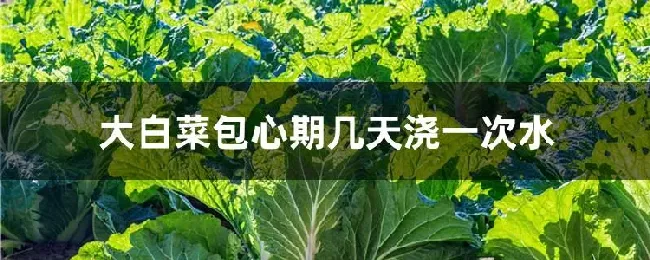 大白菜包心期几天浇一次水