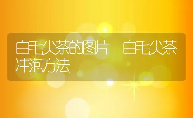 白毛尖茶的图片 白毛尖茶冲泡方法 | 养殖资料投稿