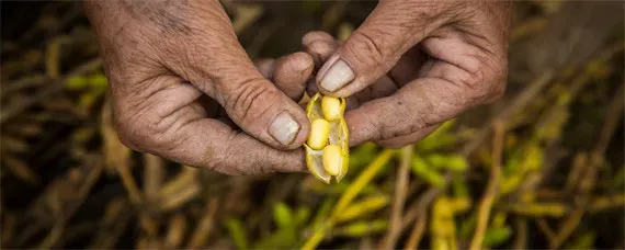 黄豆种植间距多少