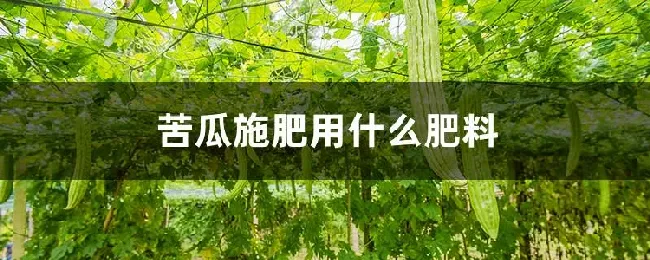 苦瓜施肥用什么肥料
