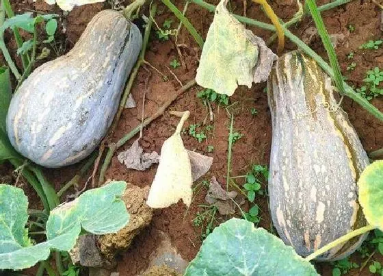 种植前景|南瓜种植条件 适宜的种植环境