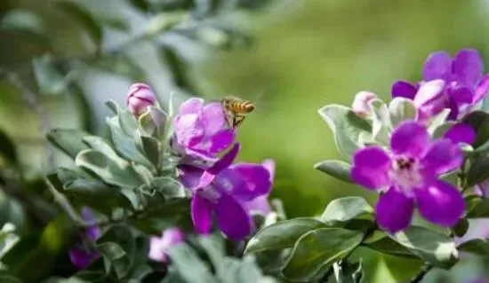 玉芙蓉的养殖方法和注意事项