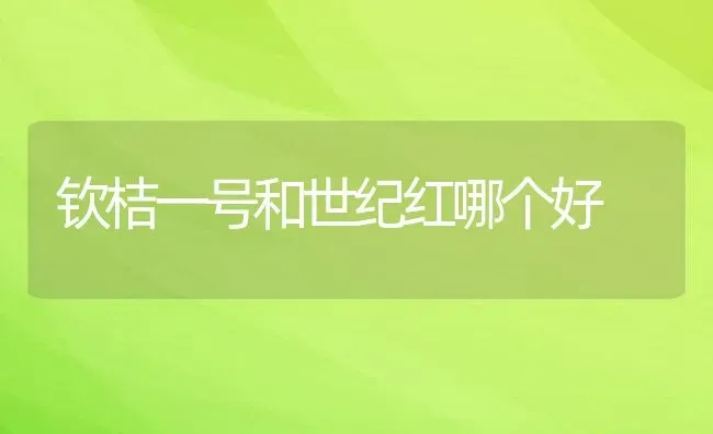 钦桔一号和世纪红哪个好 | 养殖资讯