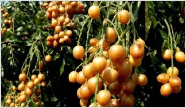 2019年种植黄皮果有前景赚钱吗 | 农业养殖资讯