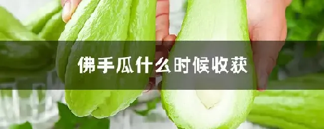 佛手瓜什么时候收获