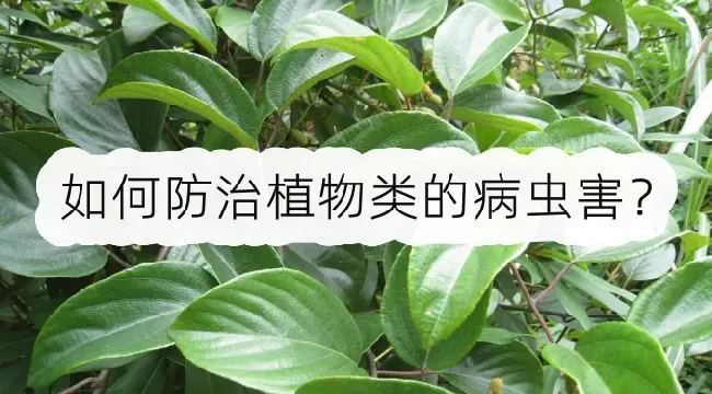 如何防治植物类的病虫害？病虫害防治要点