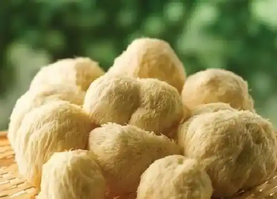 种植前景|猴头菇种植条件 适合在什么的地方种植