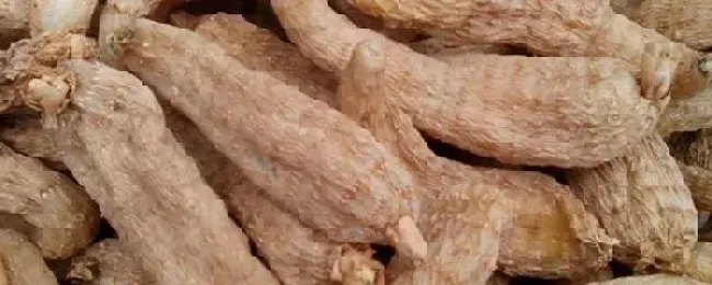 野生天麻和种植天麻图片区别附种植环境和条件