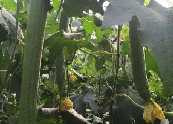蔬菜|丝瓜是碳水还是蔬菜 碳水含量高吗