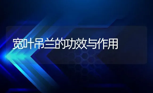 宽叶吊兰的功效与作用 | 养殖资料投稿