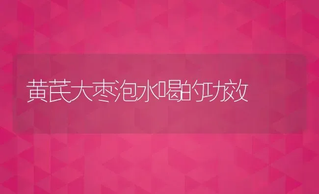 黄芪大枣泡水喝的功效 | 养殖资料投稿