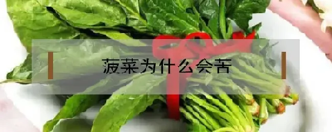 菠菜为什么会苦