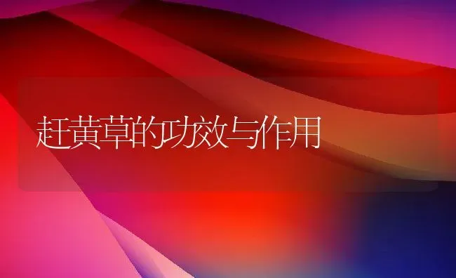 赶黄草的功效与作用 | 养殖资料投稿