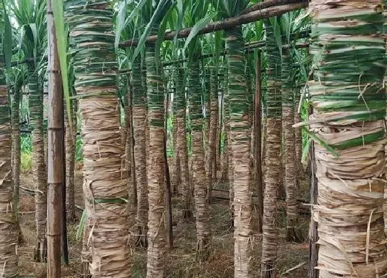 种植前景|甘蔗种植条件 适合种植地方的环境要求