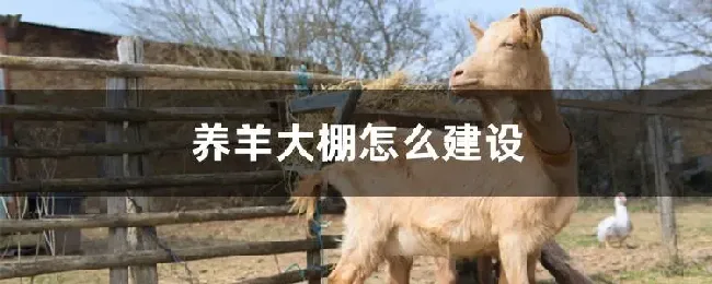 养羊大棚怎么建设