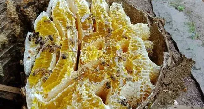 蜂巢蜜和土蜂蜜的区别