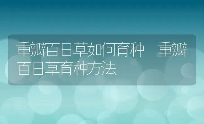 重瓣百日草如何育种 重瓣百日草育种方法 | 养殖资料投稿