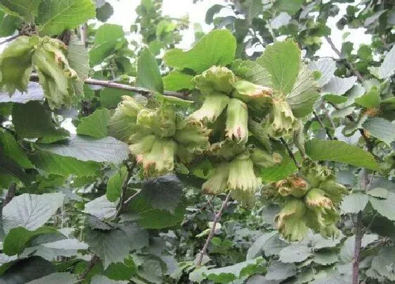 种植前景|榛子种植条件 栽种环境要求